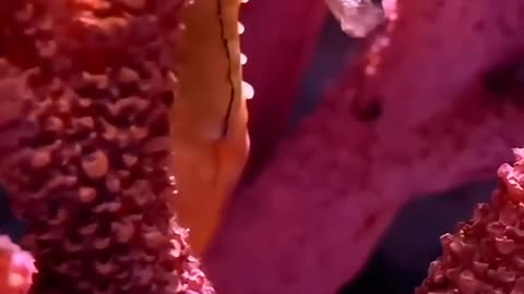 A seahorse in a coral