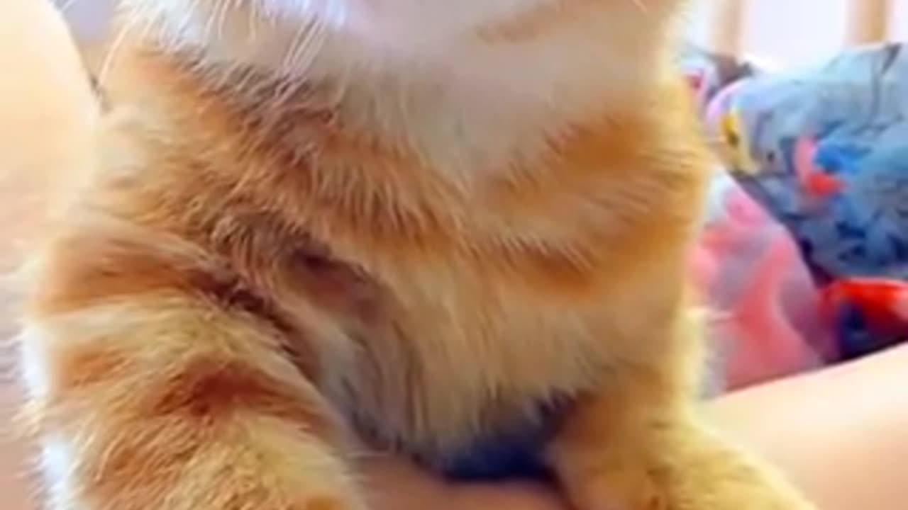 Amazing cat 🐈 trending video