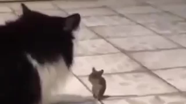 How one little mouse defeated two Cats