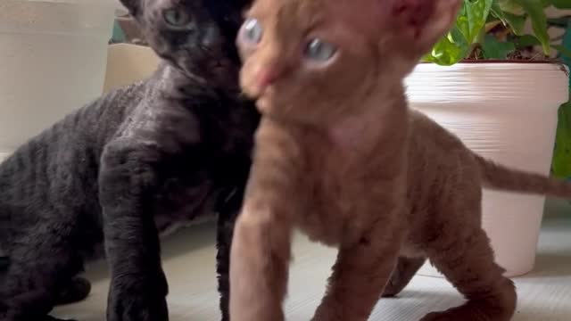 Cute cats love