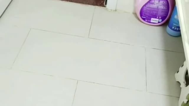 Home from work, the dog is waiting for me, is really happy