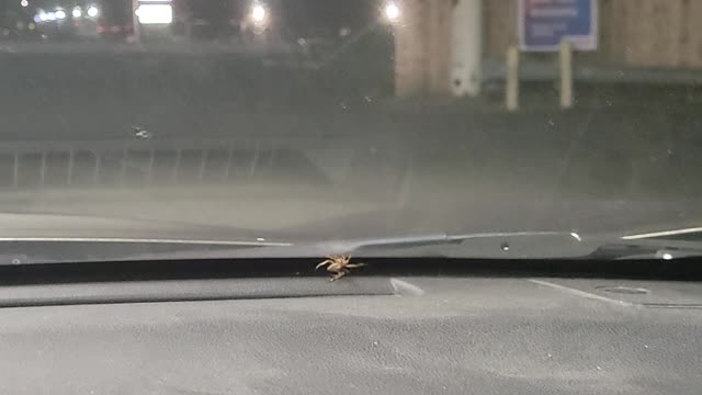 A nope spider