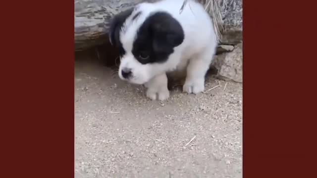 The dog plays with a little chicken