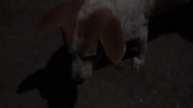 Night dog video