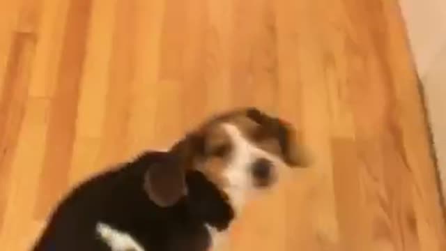 Beagle gets fake shot and spins in circle for treat