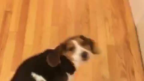 Beagle gets fake shot and spins in circle for treat