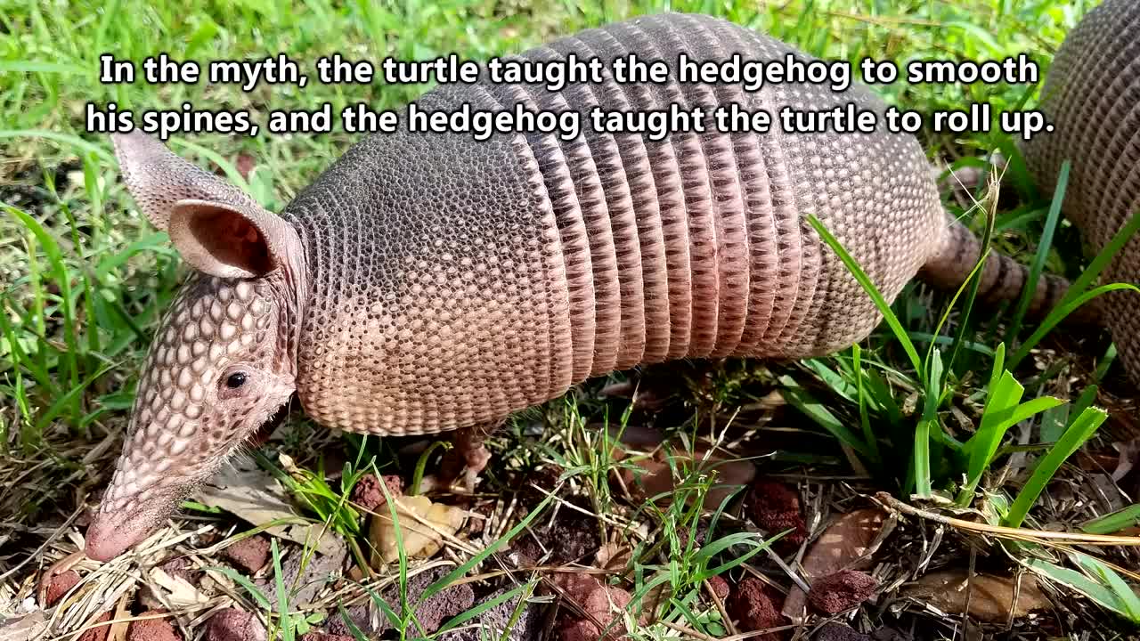 Armadillo facts : the mammal that rolls up into a ball