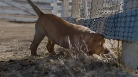 Budweiser super bowl commercial 'puppy love'