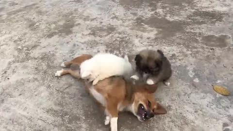 Cute puppy fun.