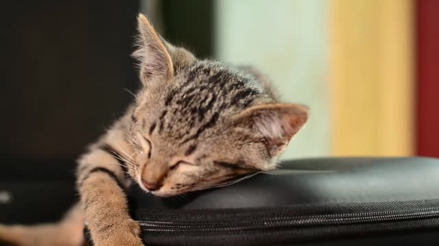 Sleeping cat #CatLover