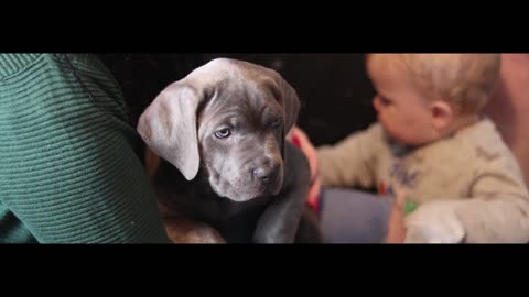 CANE CORSO PUPPY! First Day at Home With Our New Cane Corso Puppy!