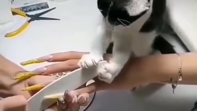 cat playing with its owner's nails