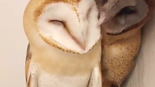 love and romantic scene in animal pair