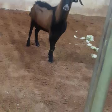 Alpine goats in the zoo