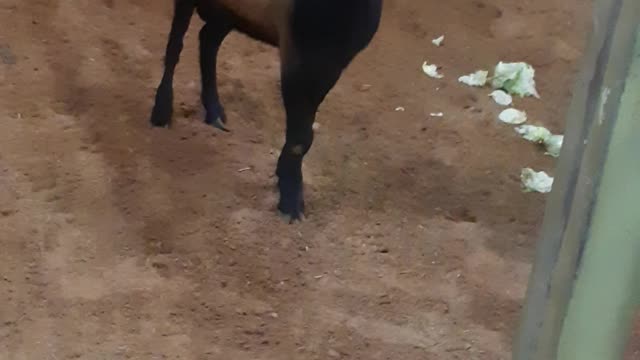 Alpine goats in the zoo