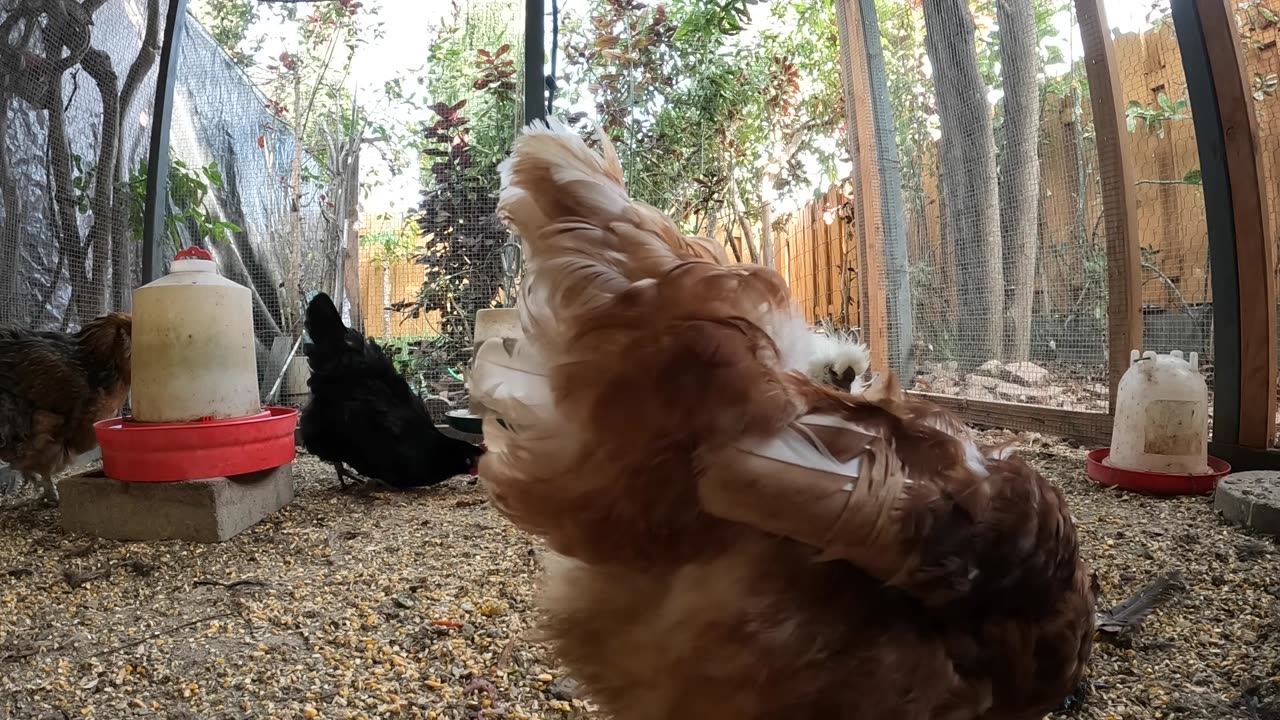 Backyard Chickens Fun Relaxing Video Hens Roosters Sounds!