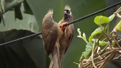 Beautiful birds 2