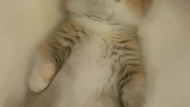 Cute cat fanny video cat is beautiful