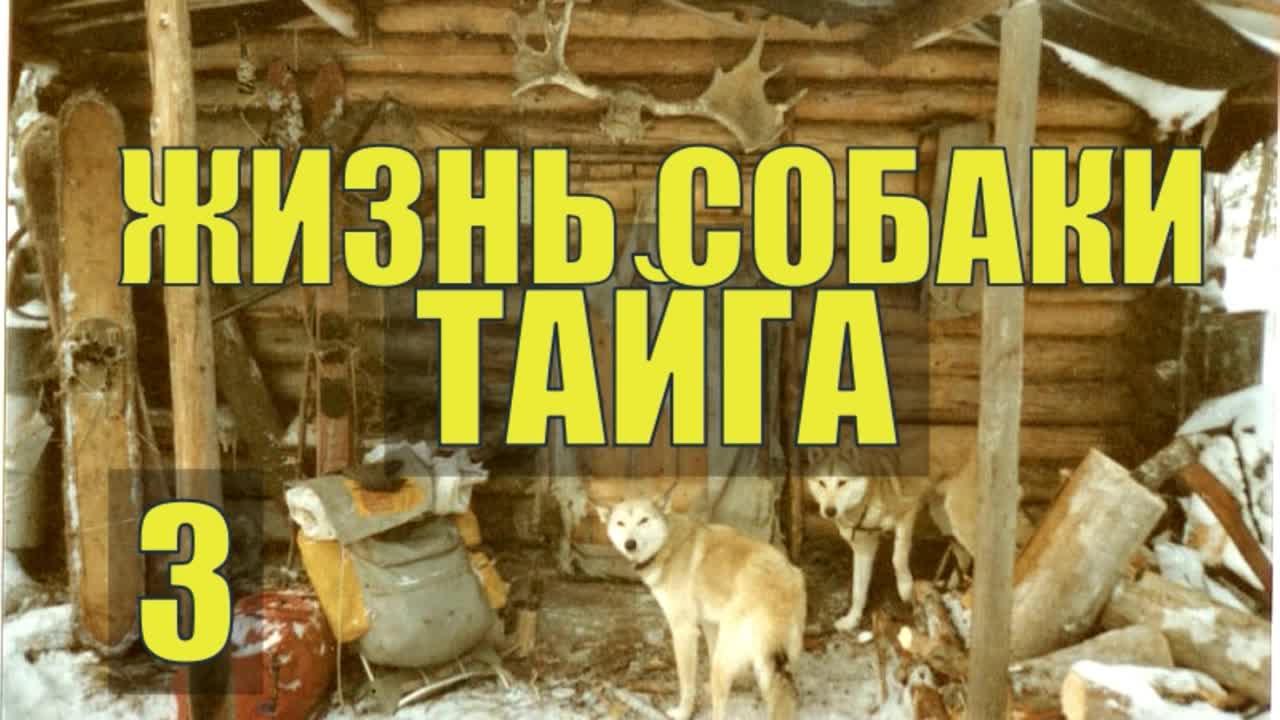 НЕОЖИДАННАЯ ВСТРЕЧА