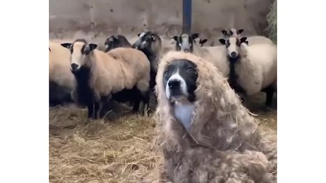 The look on the dog's face 😂😂😂 | the way they all look at the “other” sheep at the end