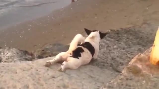 Doggo Scratches Belly Itch at the Beach