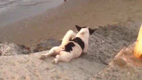 Doggo Scratches Belly Itch at the Beach