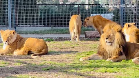 lion in zoo