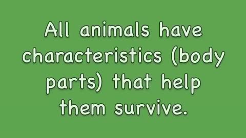 Animals- Basic Needs