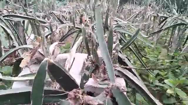 This is dragon fruit tree