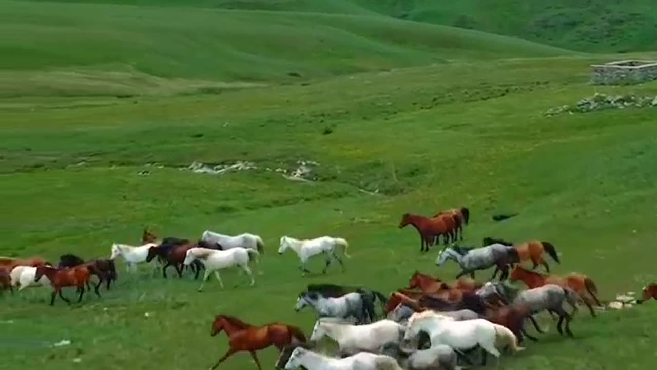 Horses heaven