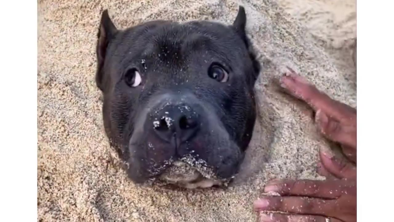 "Sand and Sniffs: A Playful Pooch's Seaside Adventure!"