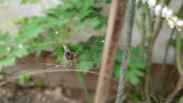 How a spider got a fly