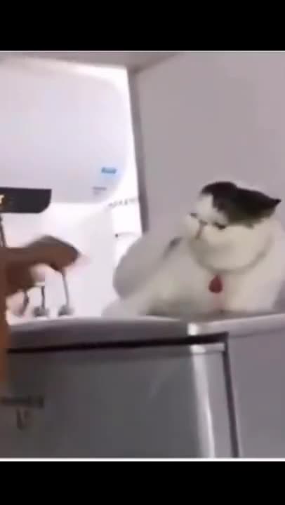 CUTE CAT FIGHTING | FUNNY VIDEO OF CAT | PERSIAN CATS