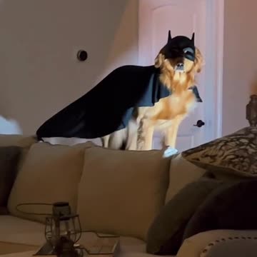 Dog watched to much batman movies BatDog - The hero we need, the hero we deserve