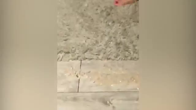 see what happens with this funny cat do not miss this video watch it and it will make you laugh