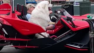 Totally Chill Dog Goes For A Ride In Exotic Super Car