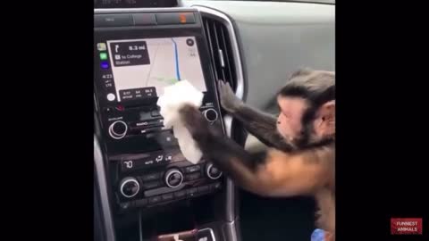A very smart monkey who knows how to clean a car