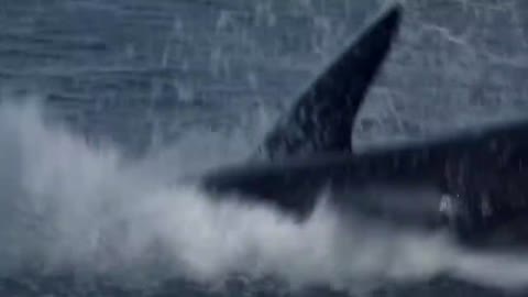The real monster in the river is eating shark and people are terrified of fear #shark #shorts