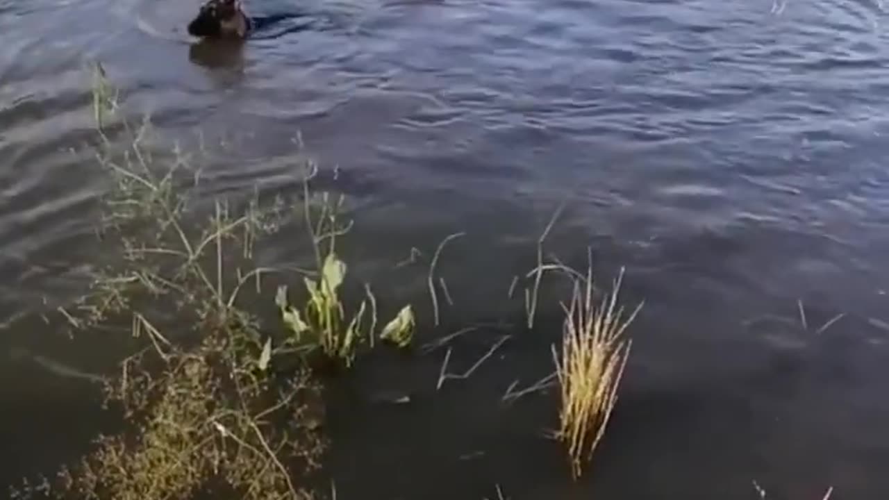 Incredible video!