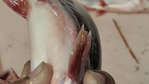 Pangas Fish Nice Video In Fish Market Bangladesh#shorts