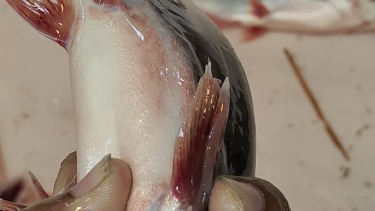 Pangas Fish Nice Video In Fish Market Bangladesh#shorts