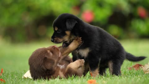baby dogs