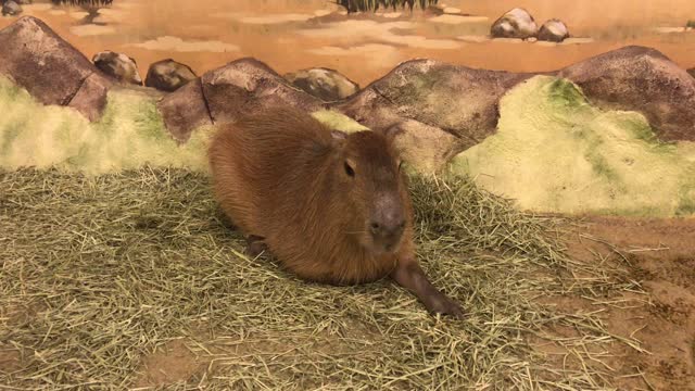 Capybara cute!