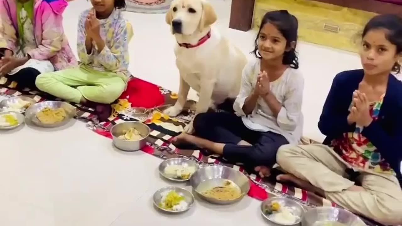 Indian maa durga (navratri) dog eating time of children