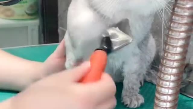 Grooming the cat