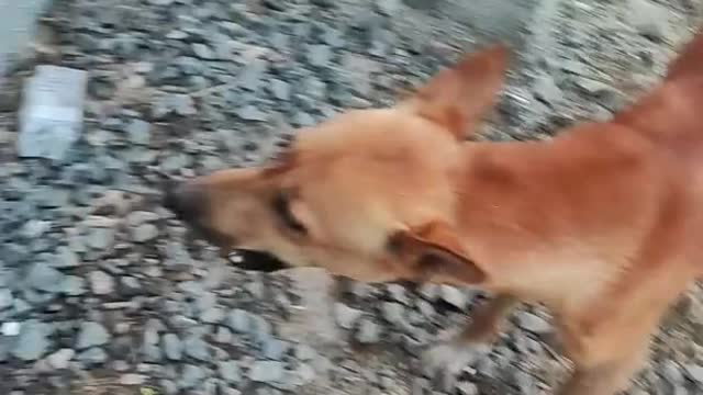 My cute dog 🐕