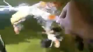 Feeding koi