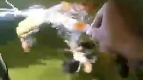 Feeding koi