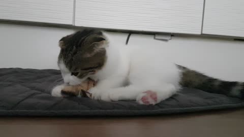 Baby cat playing with a doll.