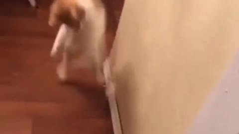 3 minutes of Clumsy Cats Episode